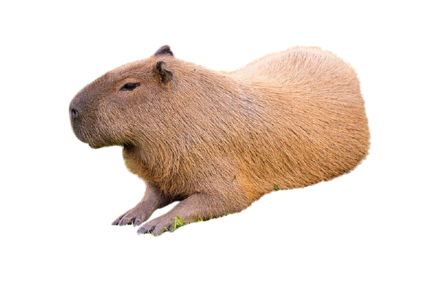 capy